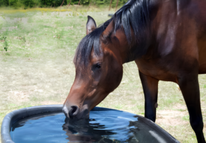 Horse with drinking water