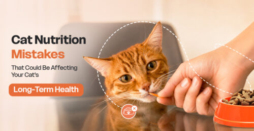 Cat Nutrition Mistakes That Could Be Affecting Your Cat's Long-Term Health.jpg