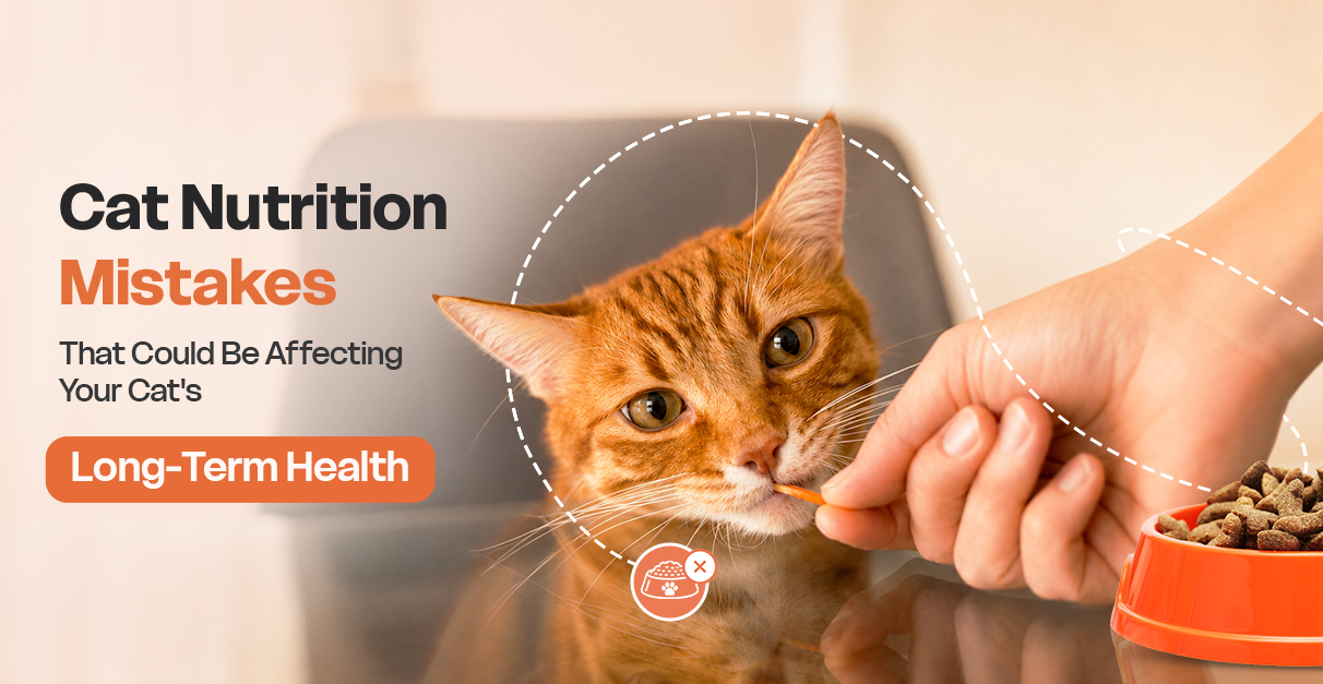 Cat Nutrition Mistakes That Could Be Affecting Your Cat's Long-Term Health.jpg