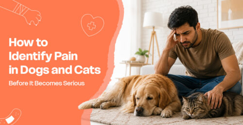 How to Identify Pain in Dogs and Cats Before It Becomes Serious